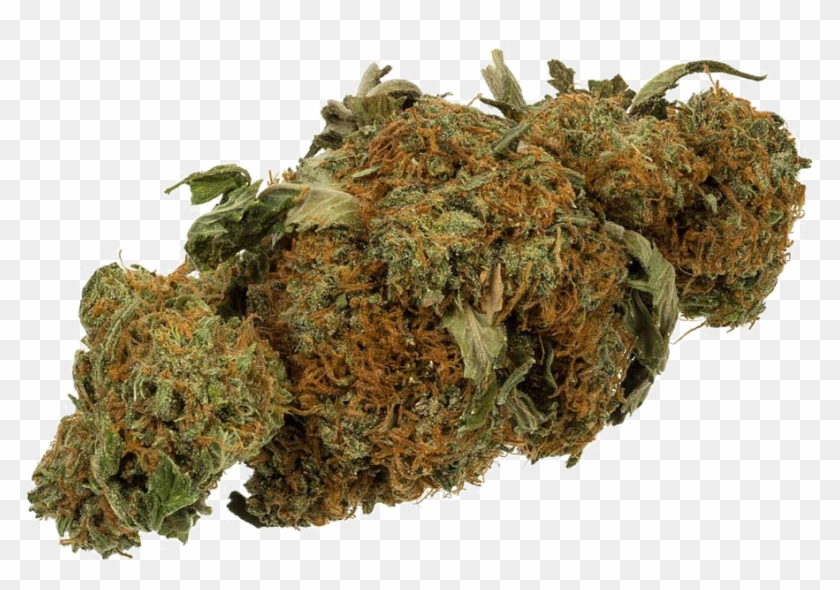Detail Transparent Weed Nomer 17