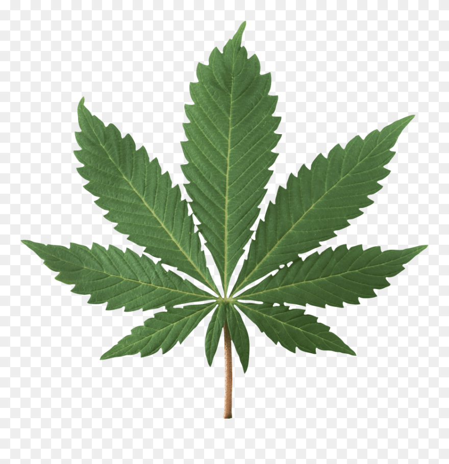 Detail Transparent Weed Nomer 18