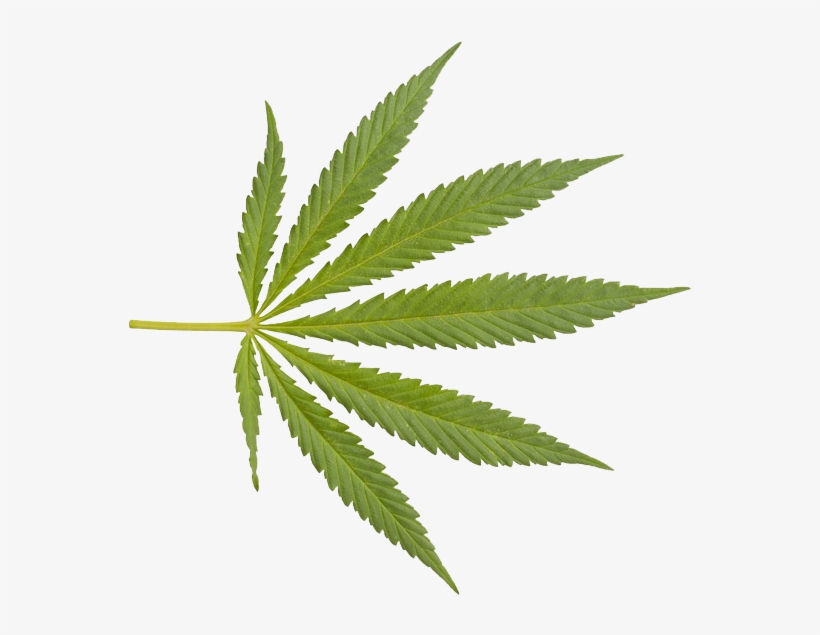 Detail Transparent Weed Nomer 19