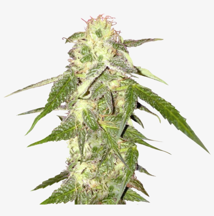 Detail Transparent Weed Nomer 21