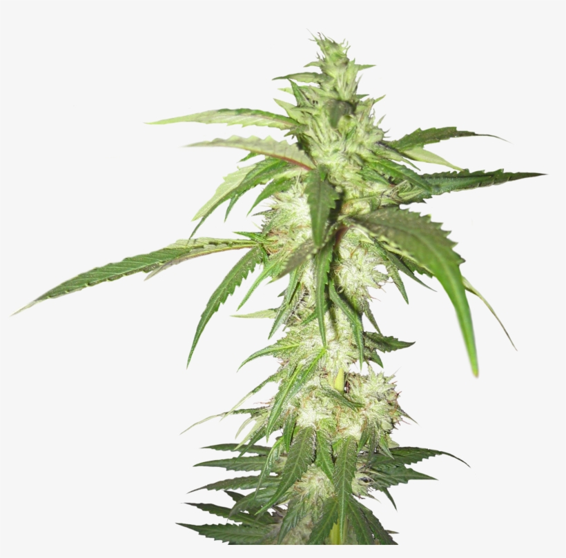 Detail Transparent Weed Nomer 23