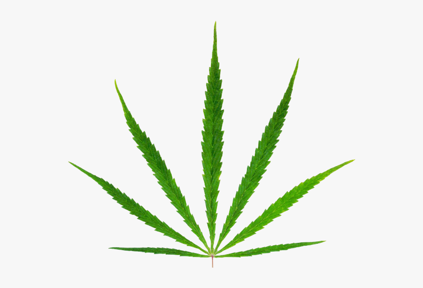 Detail Transparent Weed Nomer 25