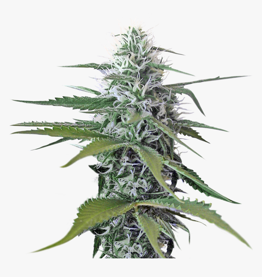 Detail Transparent Weed Nomer 28