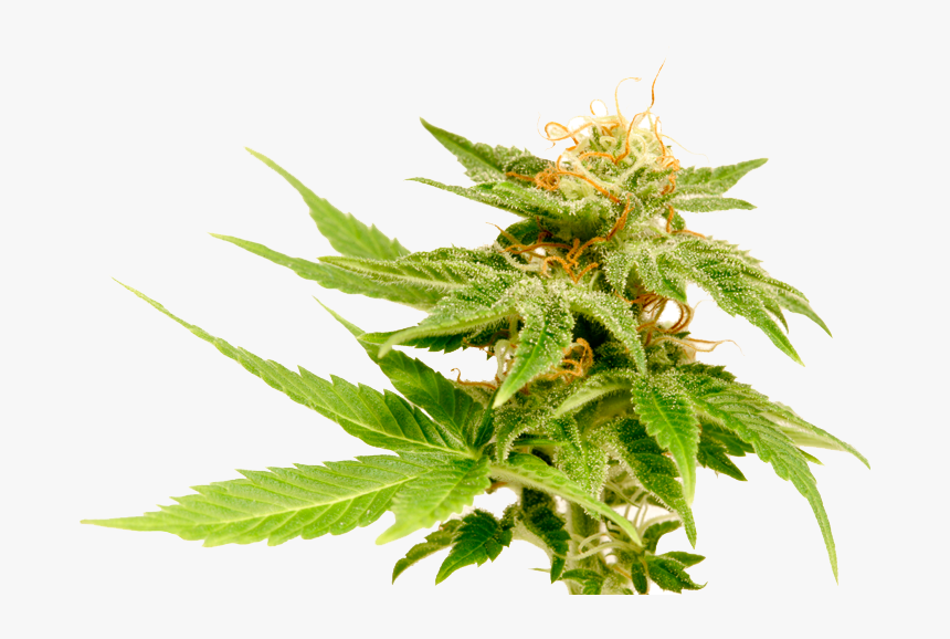 Detail Transparent Weed Nomer 29