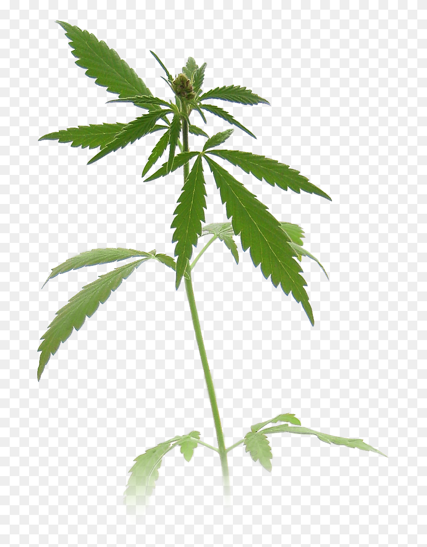 Detail Transparent Weed Nomer 31