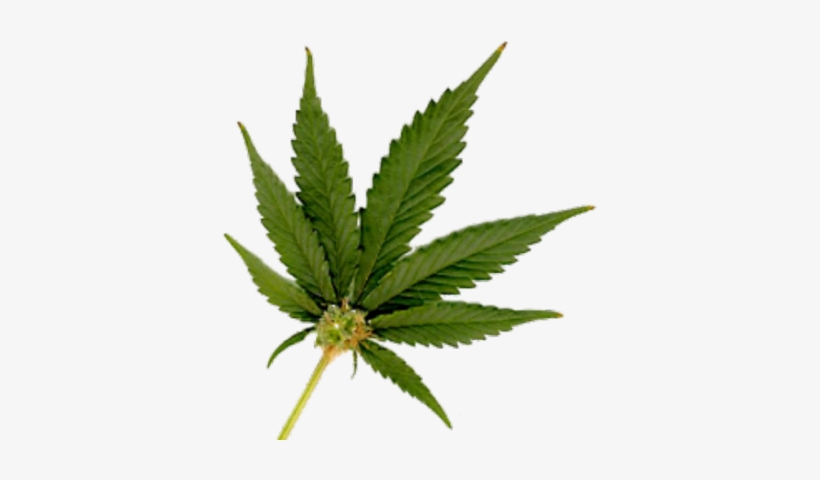 Detail Transparent Weed Nomer 33