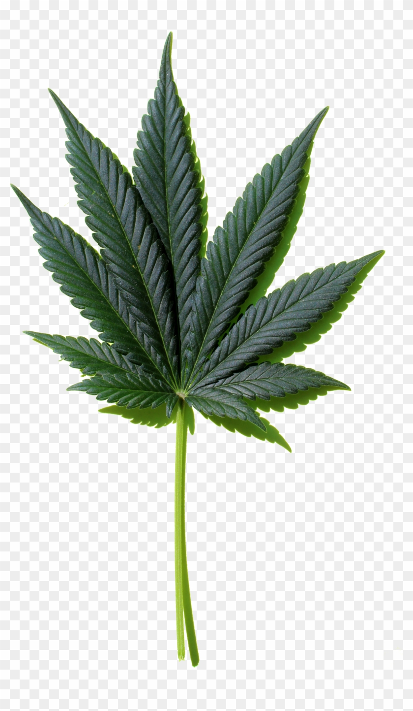 Detail Transparent Weed Nomer 37