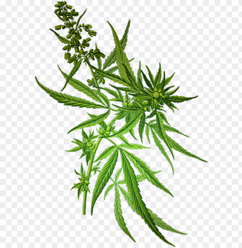 Detail Transparent Weed Nomer 39