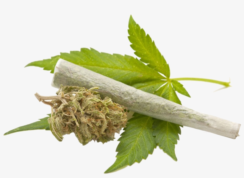 Detail Transparent Weed Nomer 48