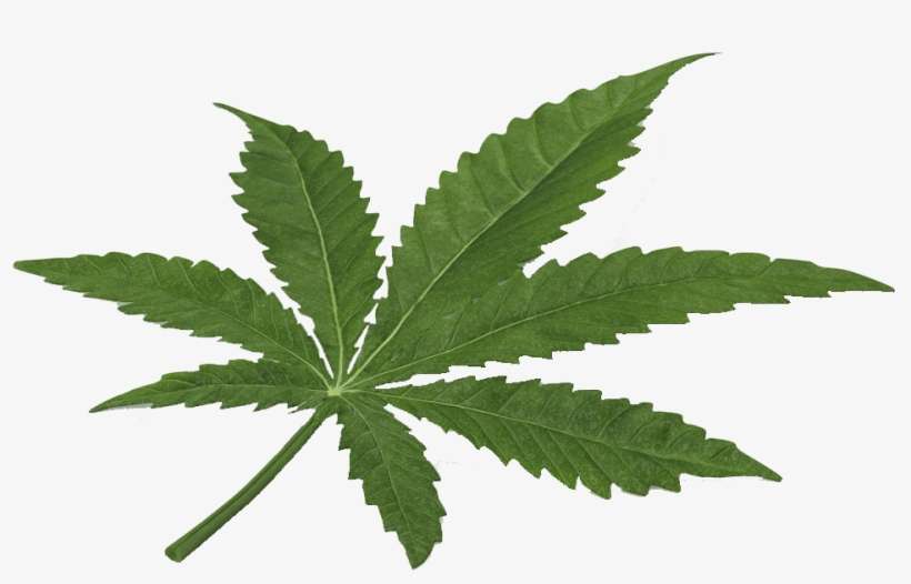 Detail Transparent Weed Nomer 49