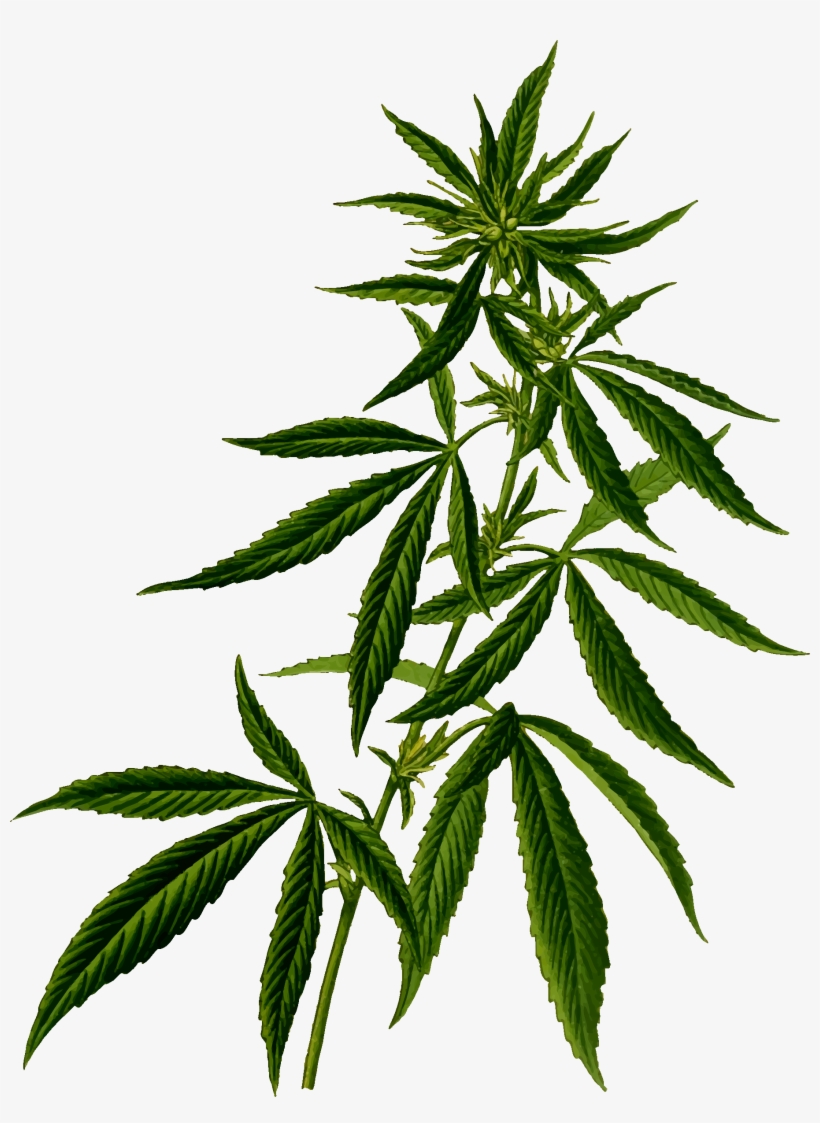 Detail Transparent Weed Nomer 50