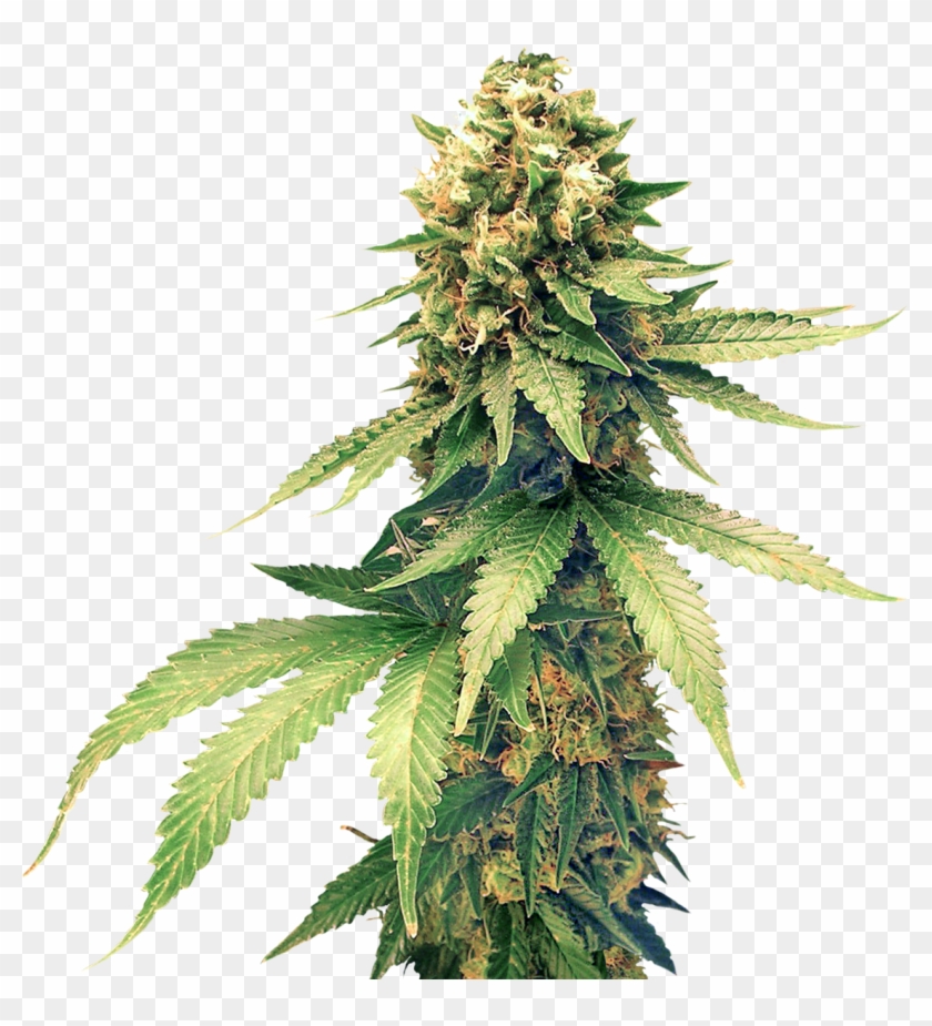 Detail Transparent Weed Nomer 51
