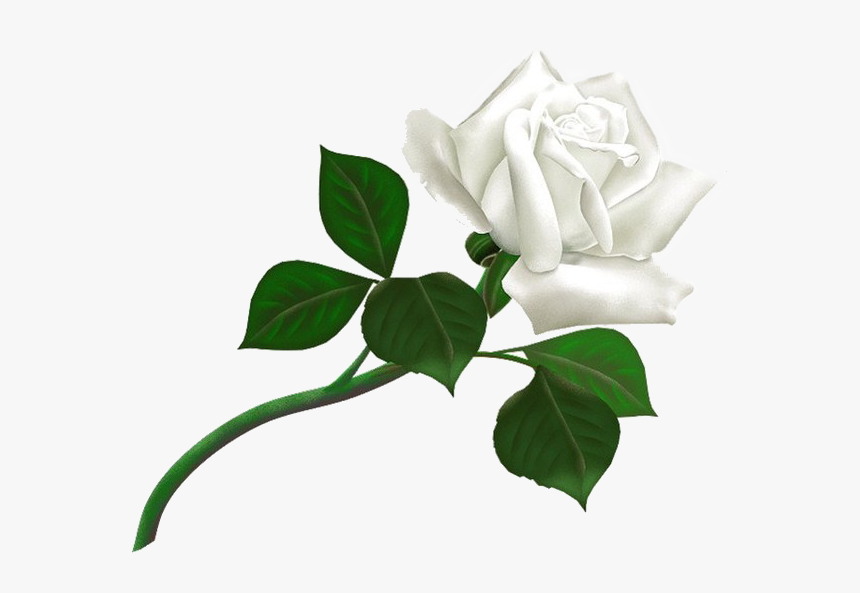 Detail Transparent White Rose Nomer 16