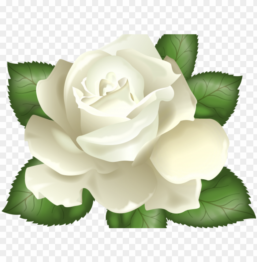 Detail Transparent White Rose Nomer 3