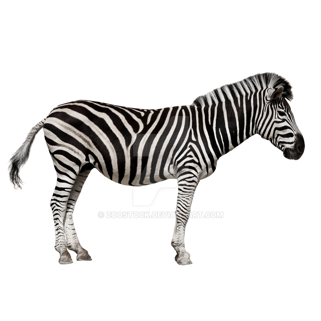 Detail Transparent Zebra Nomer 15