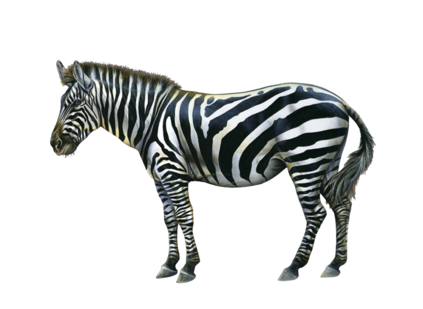 Detail Transparent Zebra Nomer 16