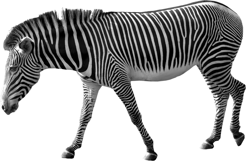 Detail Transparent Zebra Nomer 17