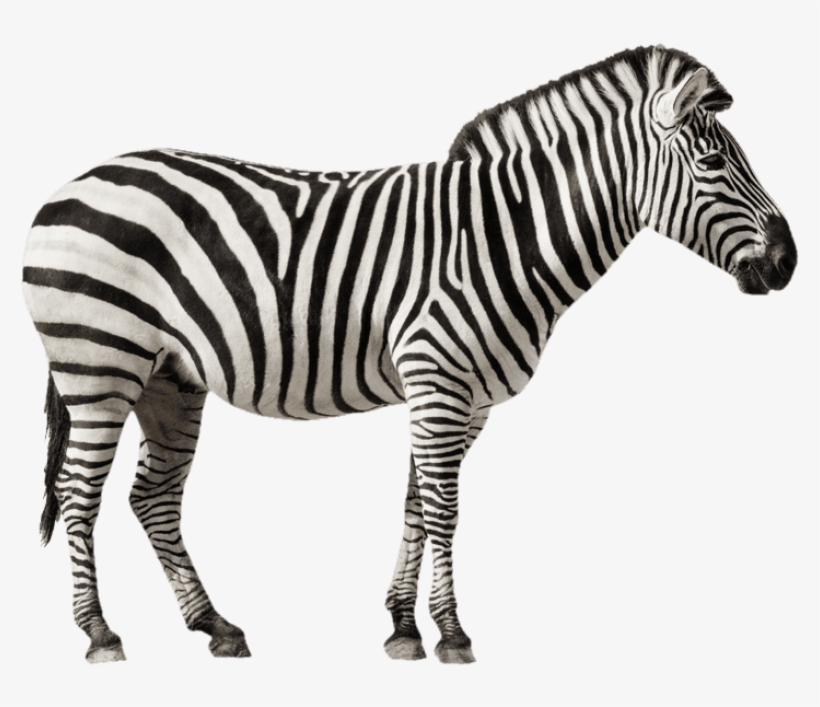 Detail Transparent Zebra Nomer 3