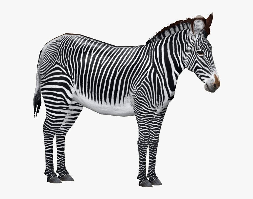 Detail Transparent Zebra Nomer 18