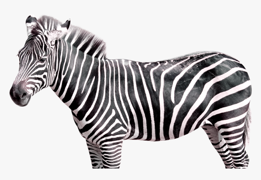 Detail Transparent Zebra Nomer 4