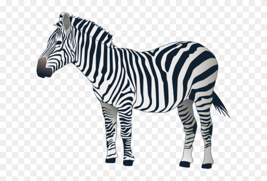 Detail Transparent Zebra Nomer 5
