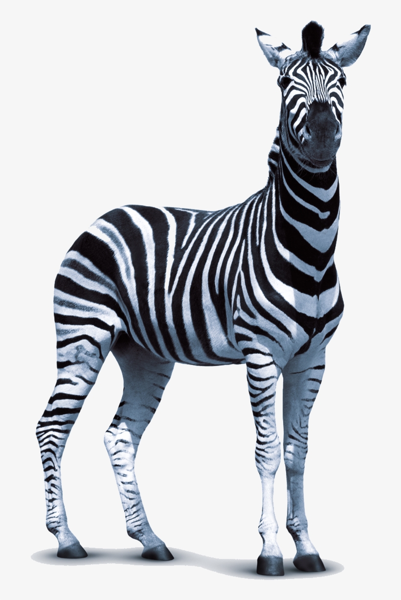 Detail Transparent Zebra Nomer 43