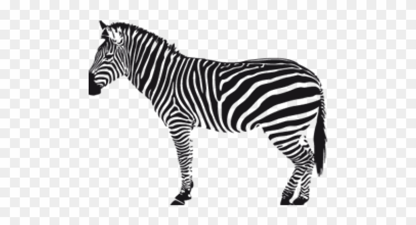 Detail Transparent Zebra Nomer 46