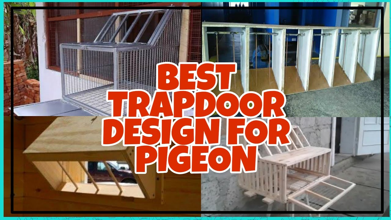 Trap Door Design For Pigeon - KibrisPDR