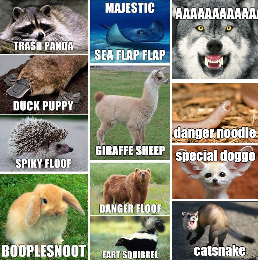 Detail Trash Panda Meme And Other Animal Names Nomer 2