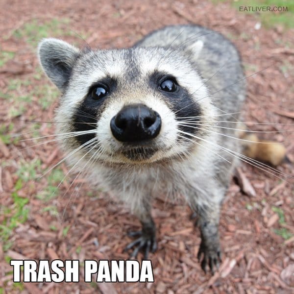 Detail Trash Panda Meme And Other Animal Names Nomer 11