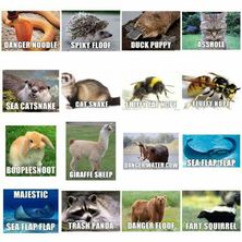 Detail Trash Panda Meme And Other Animal Names Nomer 12