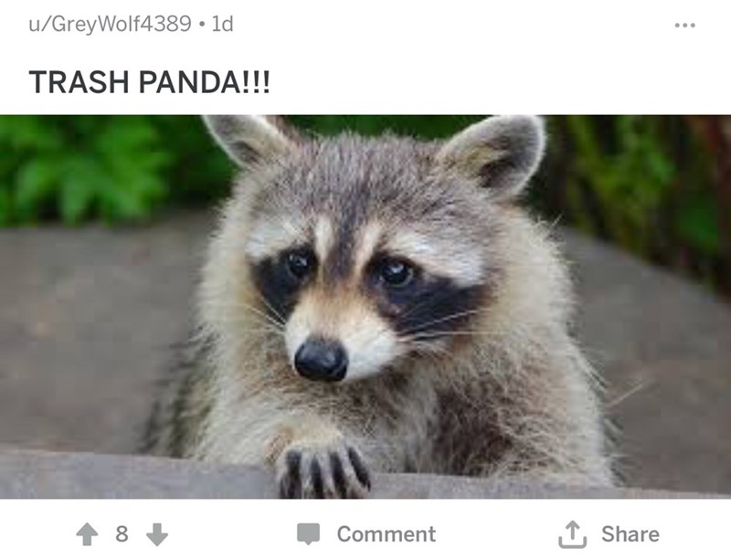 Detail Trash Panda Meme And Other Animal Names Nomer 20