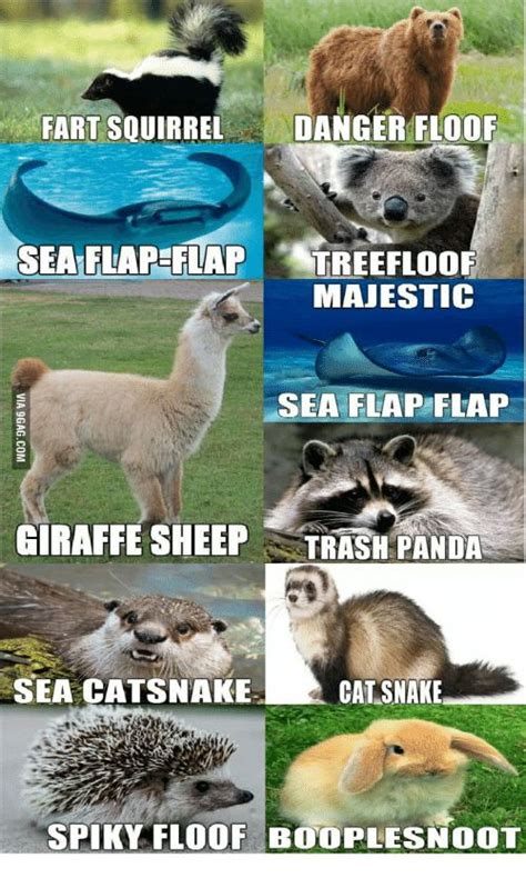 Detail Trash Panda Meme And Other Animal Names Nomer 21