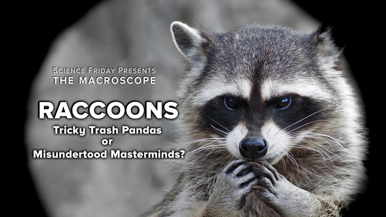 Detail Trash Panda Meme And Other Animal Names Nomer 39