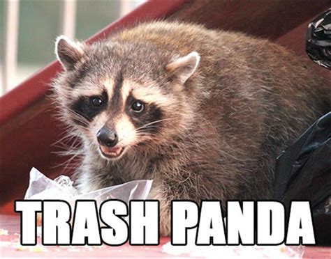 Detail Trash Panda Meme And Other Animal Names Nomer 49