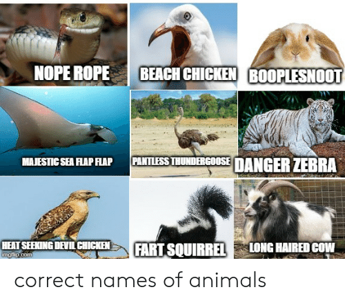 Detail Trash Panda Meme And Other Animal Names Nomer 50