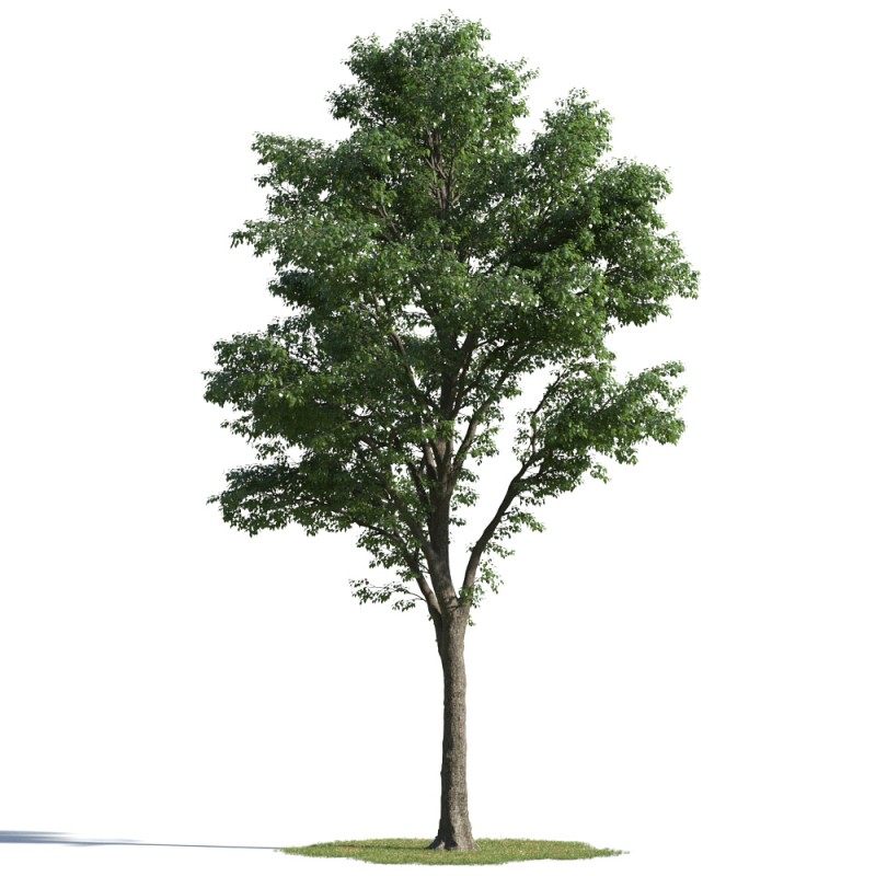 Detail Tree 3d Png Nomer 15