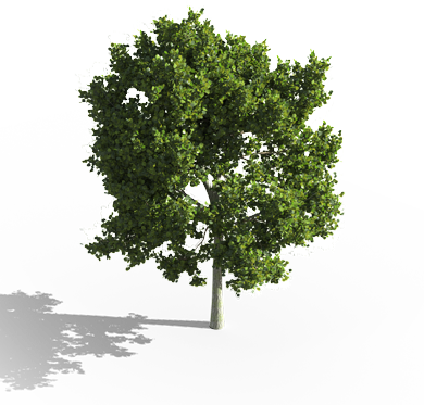 Detail Tree 3d Png Nomer 17