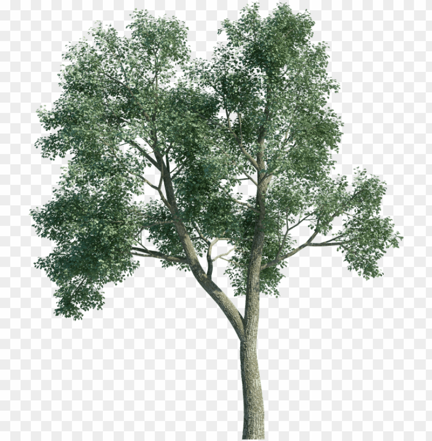 Detail Tree 3d Png Nomer 3