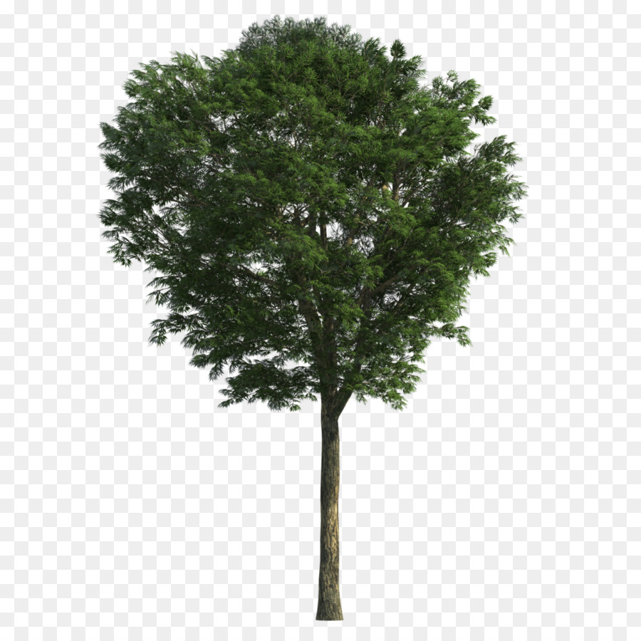 Detail Tree 3d Png Nomer 23