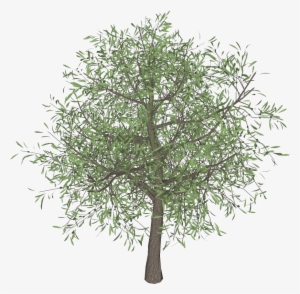 Detail Tree 3d Png Nomer 33