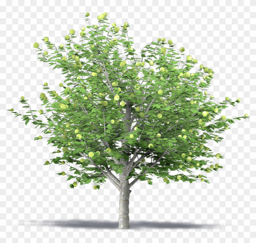 Detail Tree 3d Png Nomer 5