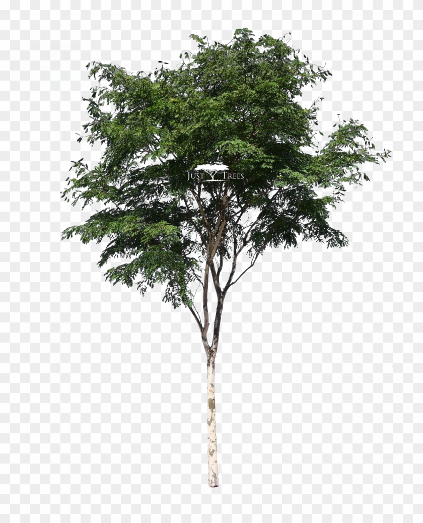 Detail Tree 3d Png Nomer 39