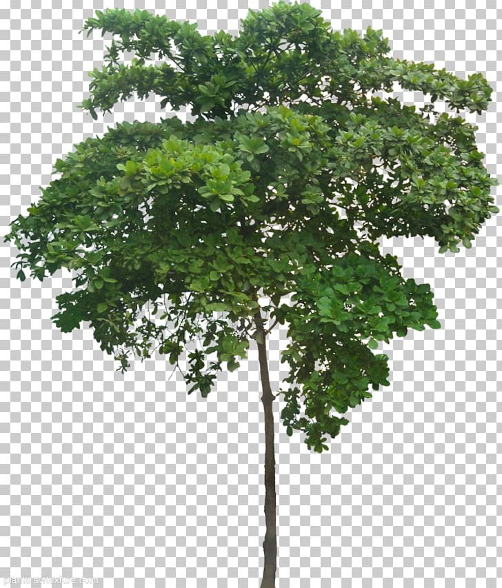 Detail Tree 3d Png Nomer 41