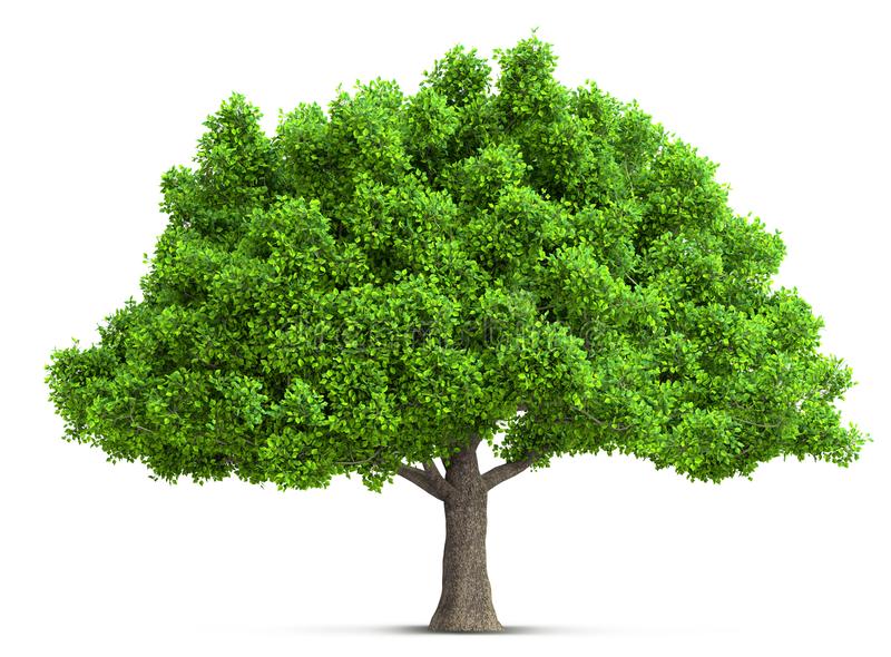 Detail Tree 3d Png Nomer 7