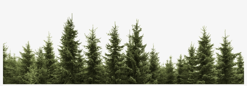 Detail Tree Background Png Nomer 28