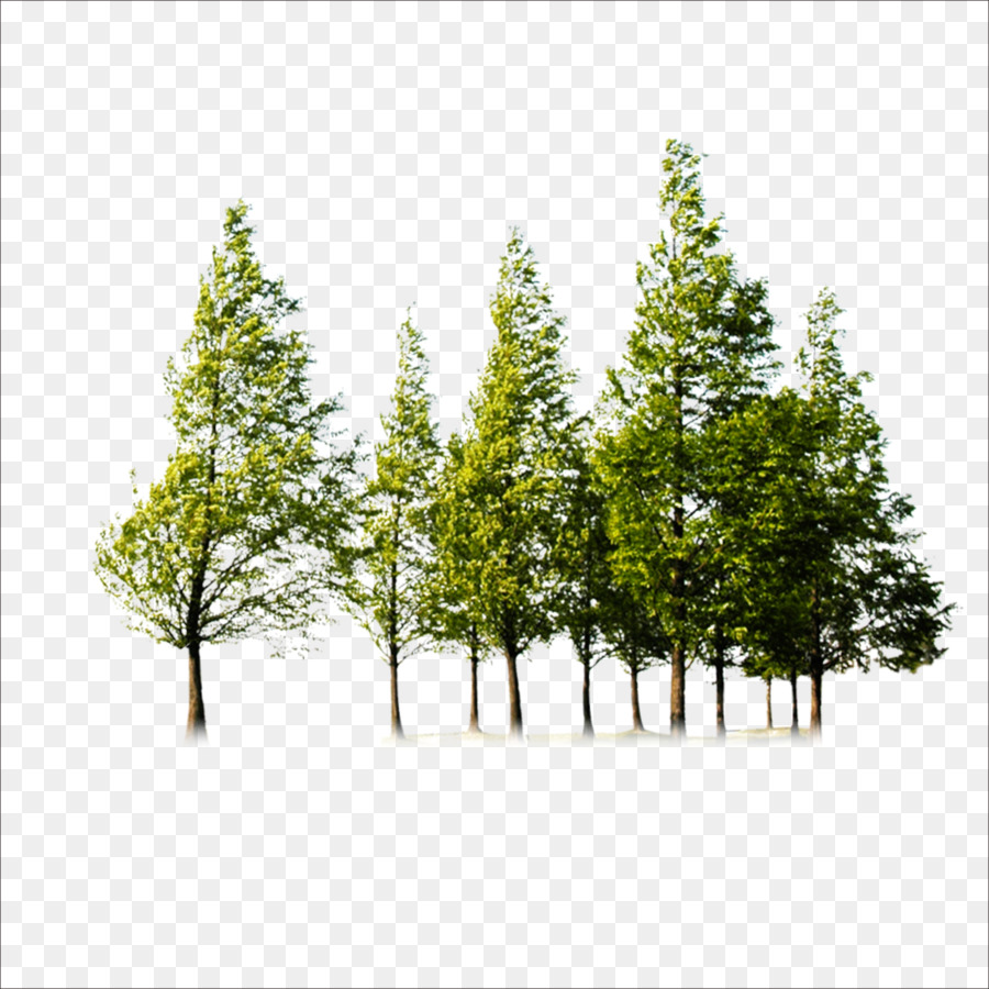 Detail Tree Background Png Nomer 35