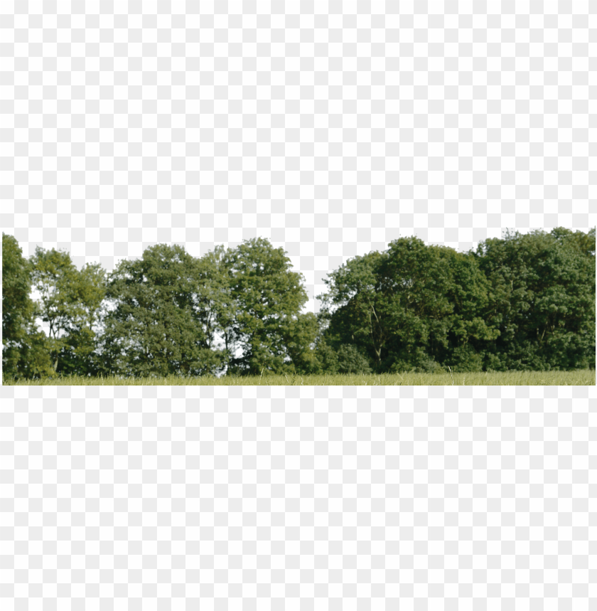 Detail Tree Background Png Nomer 5