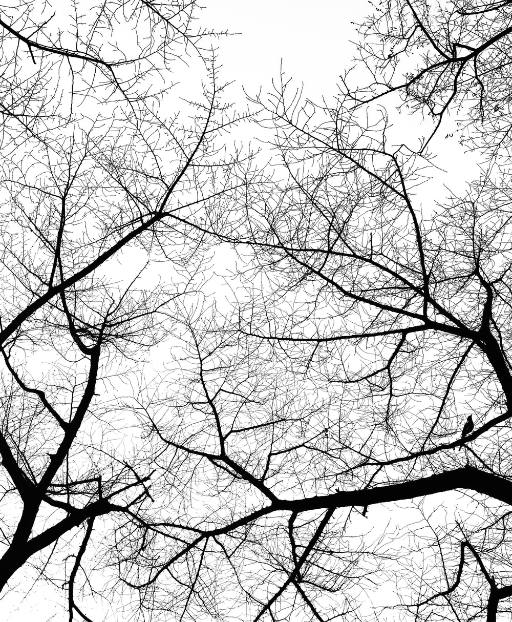 Detail Tree Black And White Nomer 12