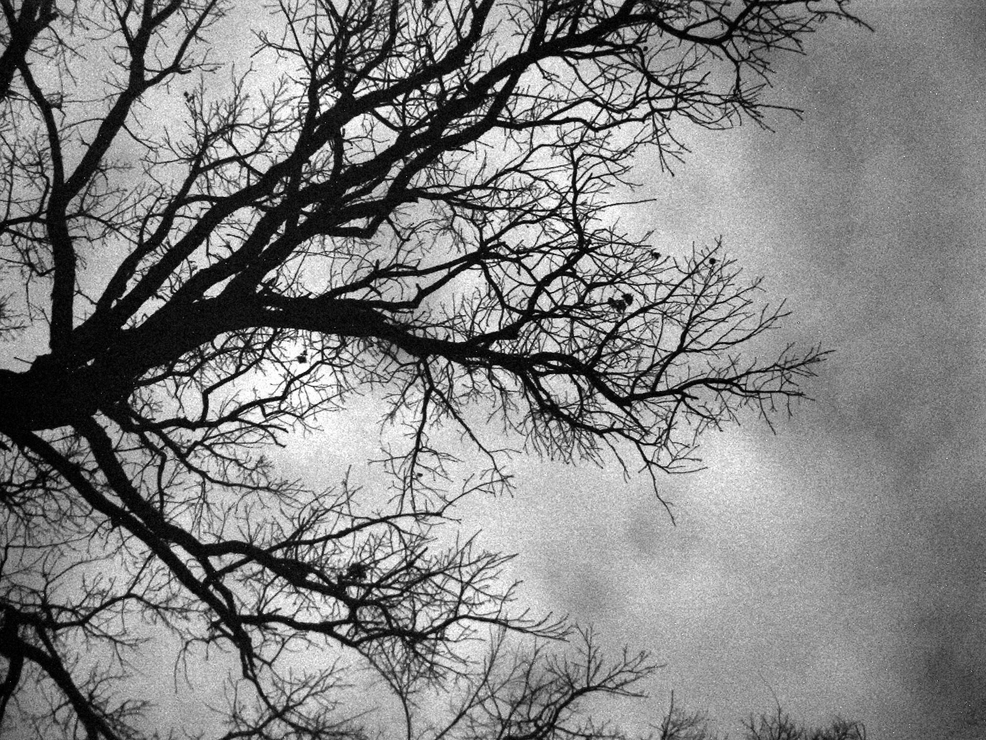 Detail Tree Black And White Nomer 28